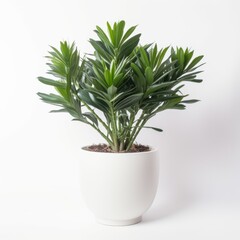 Stylish houseplant in a white ceramic pot, perfect for modern interior design and home decor.