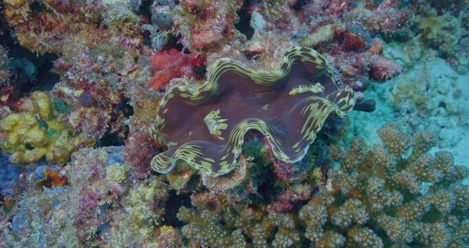 Giant clam on reef.