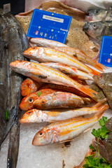 Assortment of fresh daily catch of fish on ice on fish market in Brittany, France, English translation: differens French names of fish, red snapper