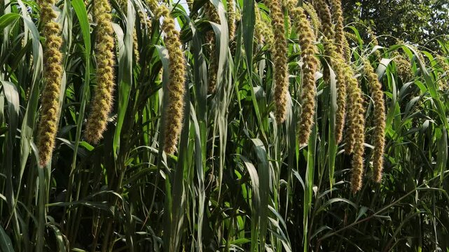 쌀과 함께 섞어서 밥을 지어먹는 차조라는 곡식입니다.It is a grain called glutinous millet that is mixed with rice and cooked.