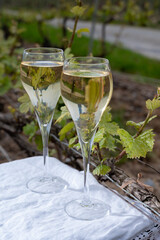 Tasting of brut champagne sparkling wine outdoor with view on pinot noir gran cru vineyards of famous champagne houses in Montagne de Reims by Verzenay, Champagne, France