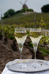 Tasting of brut champagne sparkling wine outdoor with view on pinot noir gran cru vineyards of famous champagne houses in Montagne de Reims by Verzenay, Champagne, France