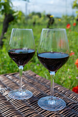 Picnic on old vineyard with red poppies flowers and green grass with glasses of red Cahors wine, summer in Cahors wine making region in France, weekend background