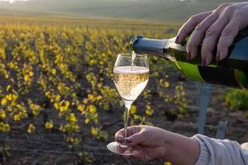 Tasting of grand cru sparkling brut white wine champagne on sunny vineyards of Cote des Blancs in village Cramant, Champagne, France, pouring of wine