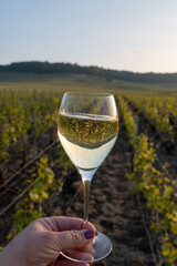 Tasting of grand cru sparkling brut white wine champagne on sunny vineyards of Cote des Blancs in village Cramant, Champagne, France, glass of wine in hand