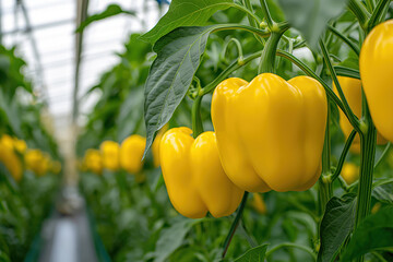 Yellow Bell Peppers growing in a greenhouse hydroponics farm.