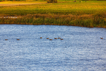 Beautiful view of calm river with ducks swimming, surrounded by tall grass and green fields in background. Sweden.