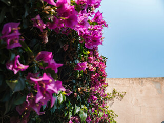 A minimalist photograph featuring vibrant bougainvillea flowers against an orange stone wall, with a clear blue sky in the background, creating a cinematic image perfect for a postcard
