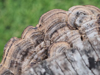 Mushrooms growing on decaying logs