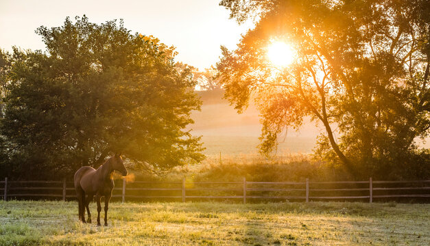 A horse with steaming breath standing in a pasture during the golden hour on a foggy morning in a banner format.  - Powered by Adobe