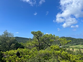 Fototapeta premium vineyard in the spring okinawa iheya Island torazuiwa