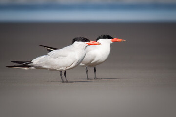 Caspian Tern pair on  the beach.