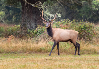 Roosevelt Elk next to the forest.