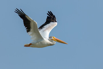 American White Pelican in flight
