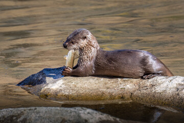 Otter pup eating fish on a rock.