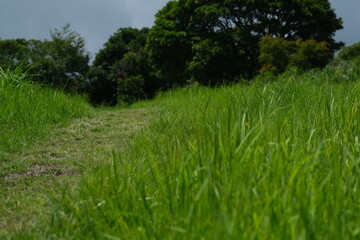 自然が広がる野道