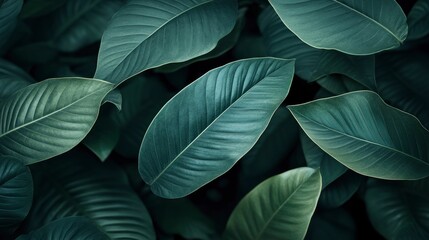 Obraz premium closeup nature view of green leaf in garden, dark wallpaper concept, nature background, tropical leaf , ai