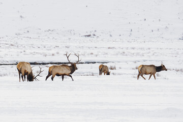 Elk in Wyoming Winter 