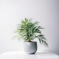 Fototapeta premium Lush Green Potted Plant in Modern Minimalist Pot on White Tabletop - Perfect for Interior Design and Fresh Home Decor.