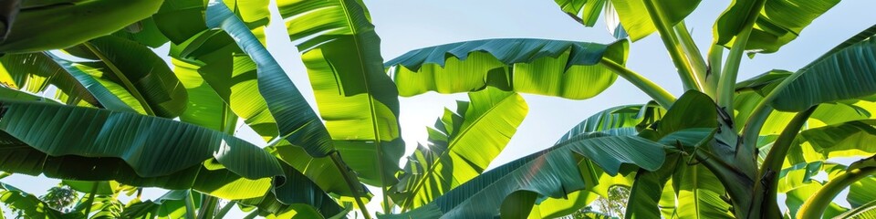 Saba banana plants can achieve remarkable heights when mature.