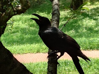 crow living lively in a garden
