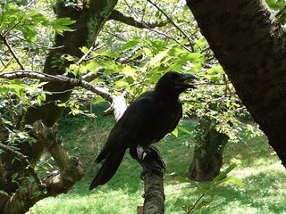 crow living lively in a garden