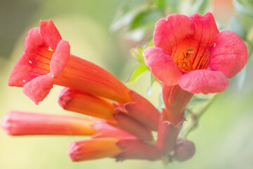 Tecoma flower on green natural bokeh in sunlight.