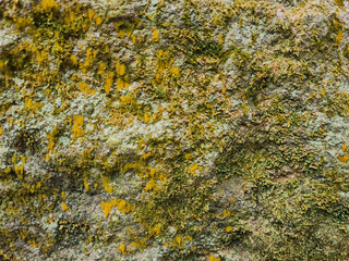close up view of yellowish moss on the rock, natural rock texture and pattern image. Grunge texture