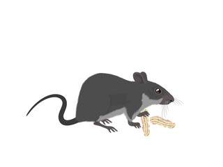 Niviventer hinpoon on a white background.