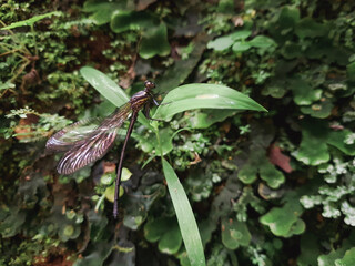 common black banded dragonfly or euphaeidae decorata perching on a plant.