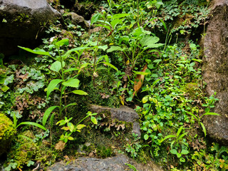 some of wild plant and flowers growing at stone in the nature. tropical plant and moss in the rain forest.