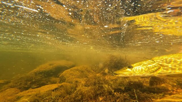 Underwater release of unharmed large Northern pike back to Lainio river after it was caught in August 2024 in Swedish Lapland. Pike makes a quick u-turn and then slowly swims away near river bottom.