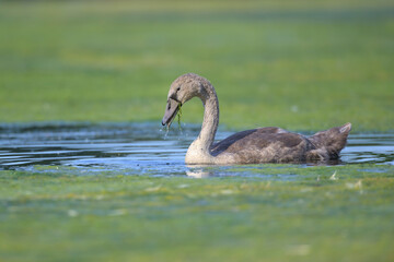 höckerschwan cygnus olor