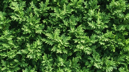 Close-up of a green hedge of thuja trees, with dense foliage creating a lush, natural wall. Ideal for nature backgrounds and outdoor scenery.