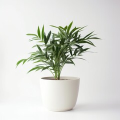 Elegant Potted Plant on White Background - Perfect for Home Decor and Indoor Greenery Enthusiasts