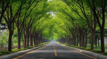 Fototapeta premium Green Corridor: The picturesque metasequoia-lined road in Damyang, Korea, with trees creating a lush green corridor.