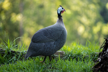 gray guinea fowl in grass with blurred background