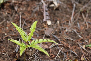 Fern leaves open like flowers