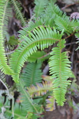 Curved fern leaves