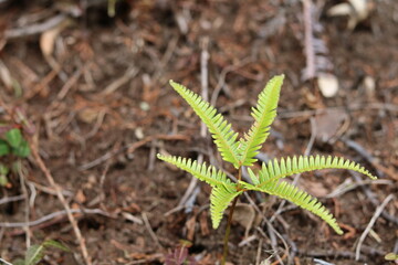 Small green ferns growing out of brown soil