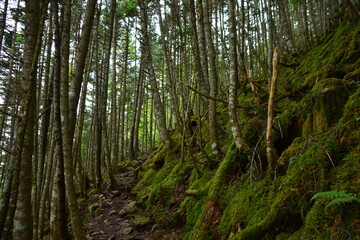 南アルプスの深い森