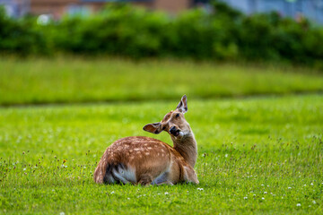 草原でのんびりくつろぐエゾシカ