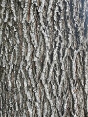 bark of a tree