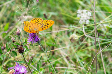 Pafia, beautiful butterfly. Equipped with a wingspan between 54-70 mm.