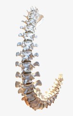 Anatomical image : visual of spine, intricate structure and alignment of vertebrae, highlighting importance of spinal health, its crucial role in supporting human body.