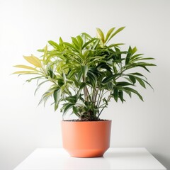 Obraz premium Vibrant Potted Houseplant on White Table with Minimalist Background, Perfect for Home or Office Decor
