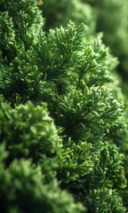 Fototapeta premium close up green plant