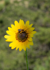 Bee and sunflower