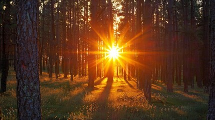 Sunsets in the forest cast a warm, golden light through the trees, creating a serene and enchanting scene.
