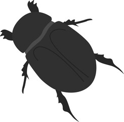 Black beetle